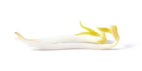 Bean Sprouts on White Background Stock Photos