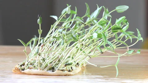 Bean sprouts in wind Stock Footage 27786367