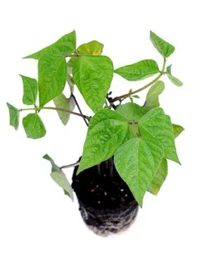 Bean tree Stock Photos