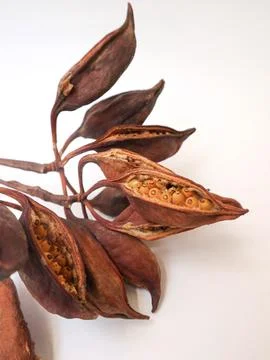 Bean Tree.Brown fruit on white background, space for text. Plants, nature Stock Photos