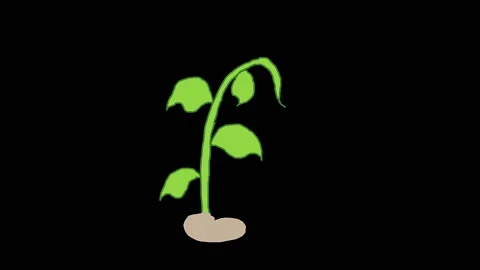 Bean Turns into Beanstalk Stock Footage 149888730