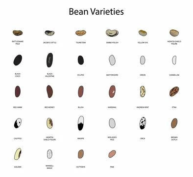 Bean Varieties, Types of Beans, varieties of common beans Stock Illustration