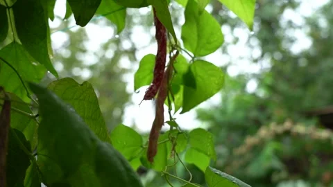 Bean vegetable hanging from a bean branch and leaves with raindrops on it Stock Footage 248830736