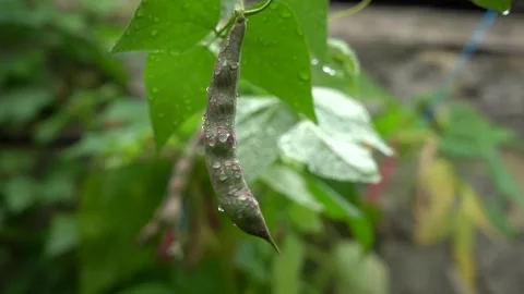Bean vegetable hanging from a bean branch and leaves with raindrops on it Stock Footage 248830752
