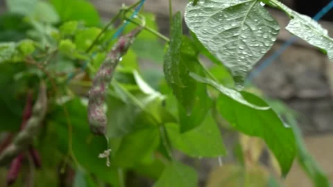 Bean vegetable hanging from a bean branch and leaves with raindrops on it Stock Footage 248830775