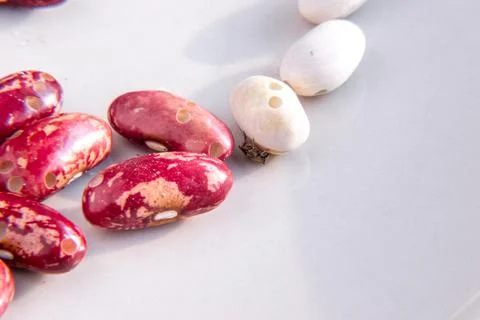 A bean weevil beetle crawls along a white bean with holes gnawed by larvae th Stock Photos