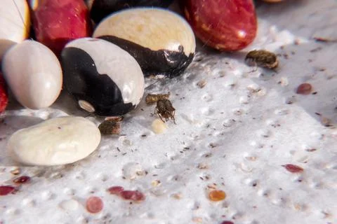 Bean weevil beetle has landed and its wings folded and runs towards the beans Stock Photos