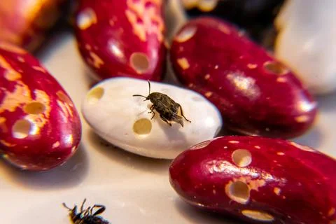 Bean weevil beetle sitting on white eaten bean spreads its wings for takeoff Stock Photos
