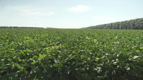 Beanfield clouse-up. Manual filming on camera. Vídeos de archivo 317545988