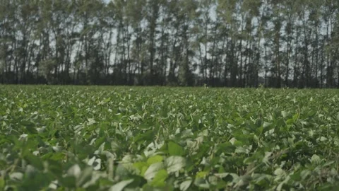 Beanfield clouse-up. Manual filming on camera. Vídeo Stock 317546996