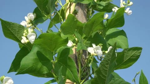 Beans are blooming Stock Footage 205124181