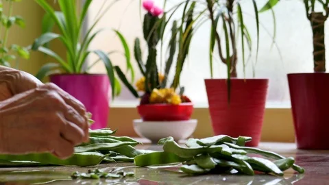 Beans are prepared in a kitchen. Stock Footage 94960669