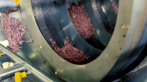 Beans are Processed on a Conveyor Line Before Canning Stock Footage 165833932