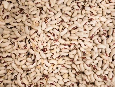 Beans of bean ( beans ). Background of many grains of dried beans. White bean Stock Photos