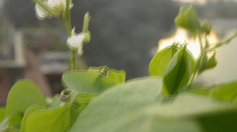 Beans climbing plant 스톡 동영상 41678235