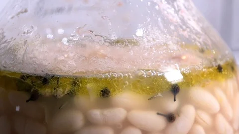 Bean's cooking Stock Footage 100042915