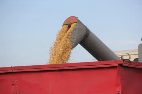 Beans drooping in a bin from a harvester Stock-Fotos