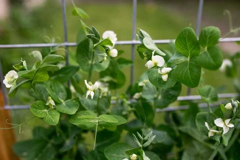 Beans flowers growing Stock Photos