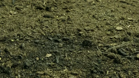 Beans Stock Footage 8520974