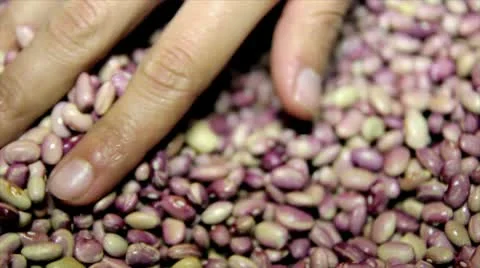 Beans Stock-Footage 9722291