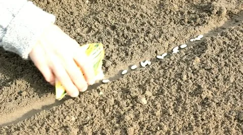 Beans Stock Footage 22425577