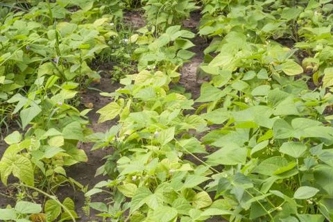 Beans in the garden Stock Photos