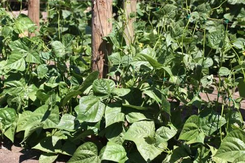 Beans Garden Stock Photos
