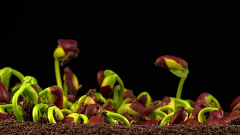 Beans Germination on Black Background Stock Footage 98963764
