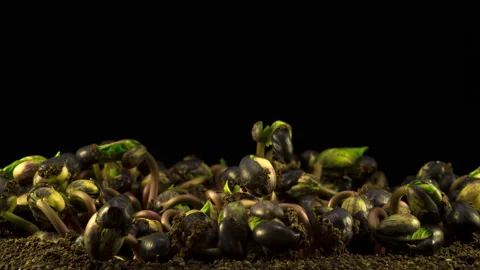 Beans Germination on Black Background Vídeos de archivo 100999255