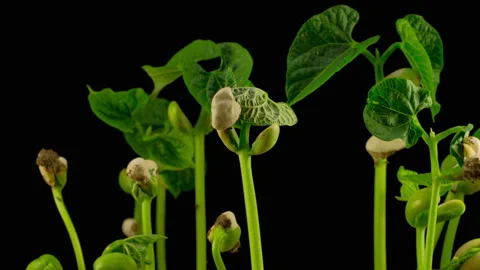 Beans Germination on Black Background Stockbeeldmateriaal 102698319