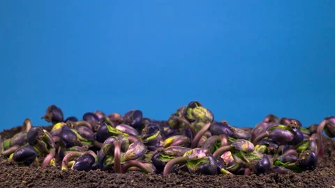 Beans Germination on Blue Background 库存影片 101923033