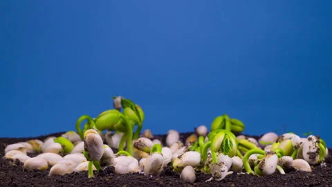 Beans Germination on Blue Background Vidéo 103834115