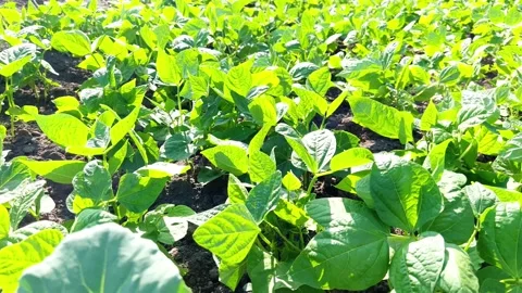 Beans grow in the garden Stock Footage 200567843