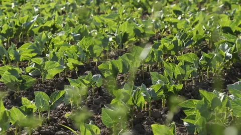 Beans growing in the garden. Agronomy Stock Footage 265199704