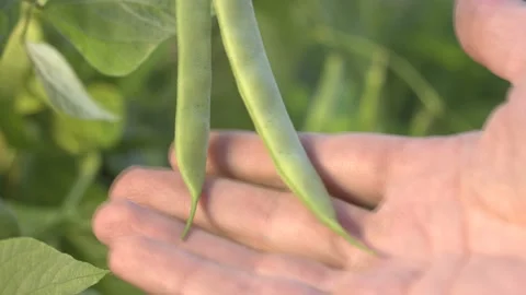 Beans growing in the garden. Видео 104086330