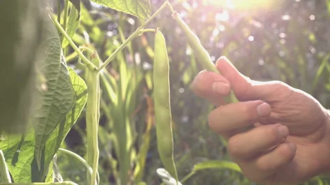 Beans growing in the garden. Video stock 104086478