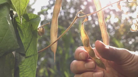 Beans growing in the garden. Video stock 104087355