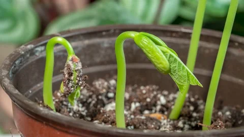 Beans growing in indoor pots time lapse Stock Footage 172368862