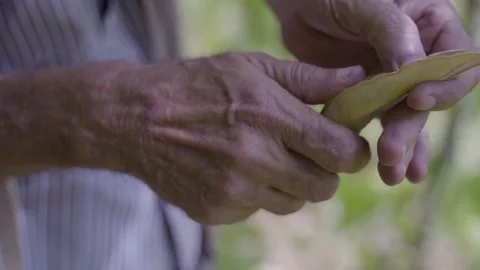 Beans in the hand of a farmer Stock Footage 140294466