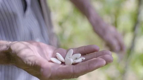 Beans in the hand of a farmer Stock Photos