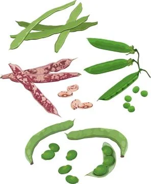 Beans Stock Illustration