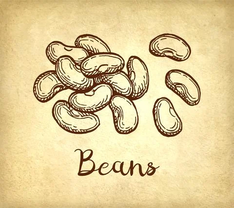 Beans ink sketch Stock Illustration