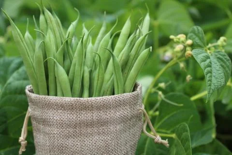 Beans in a jute sack in front of a bean field Stock Photos