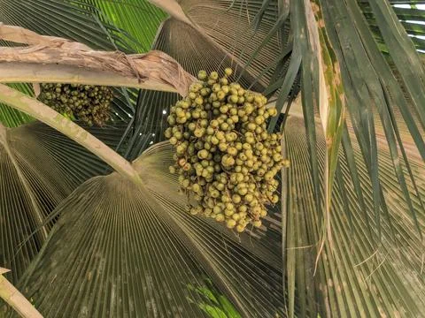 Beans in a Palm tree Stock Photos