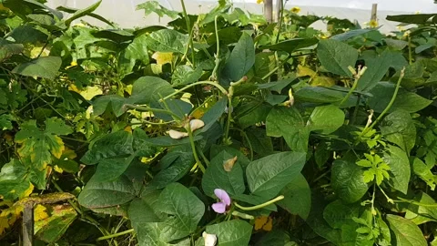 Beans plant 動画素材 138147649
