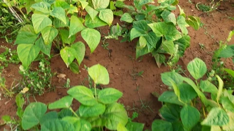 Beans plant in vegetable garden. Stock Footage 177291206