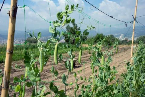 Beans plantation Stock Photos