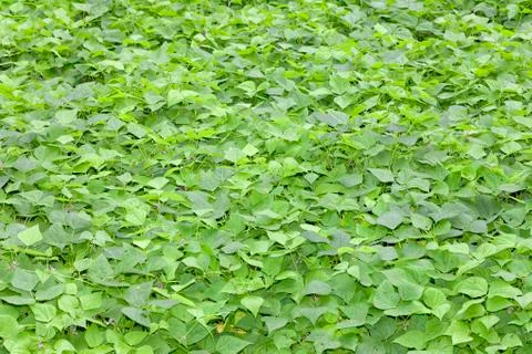 Beans plantation. Foto stock