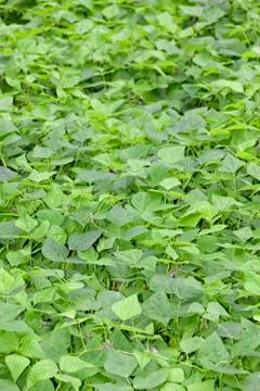 Beans plantation. Stock Photos