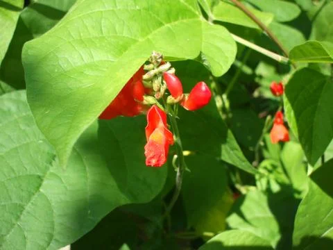 Beans red flower Stock Photos